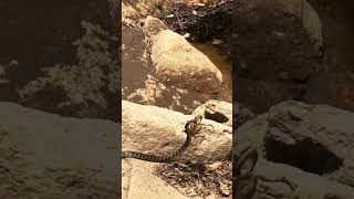Nature's Cold Reality Snake Caught Hunting a Frog! 🐍🐸