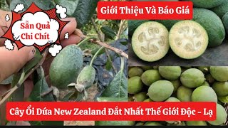 Introduction and Pricing of New Zealand Pineapple Guava Trees - The MOST EXPENSIVE Guava Variety ... screenshot 5