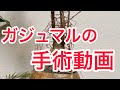 放置されて弱ったガジュマルを助けたい！お家で簡単にできる治療とは！？