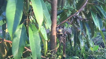 Automat - Ấn Độ: Tưới sầu riêng bằng Béc bù áp AQ-206PC 62 lít/giờ