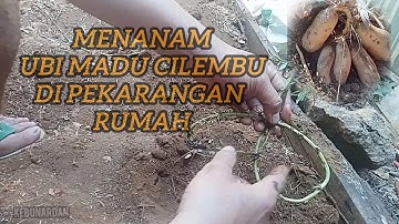 MENANAM UBI MADU CILEMBU DI LAHAN SEMPIT