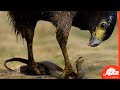 عندما يهجم النسر على افعى الكوبرا