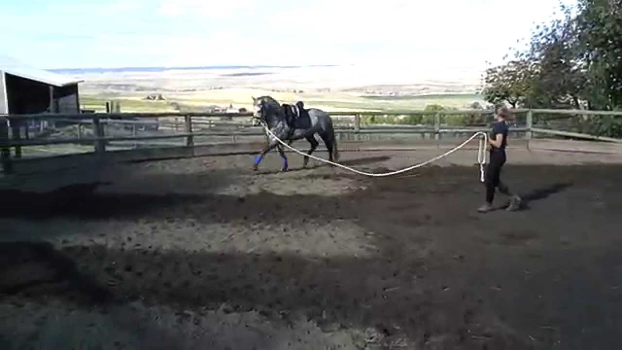 Morgana Quest Friesian/TB-Trot
