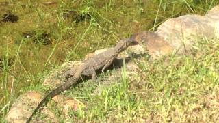Famous 150512 Uninvited Guest - Lizard Wealth