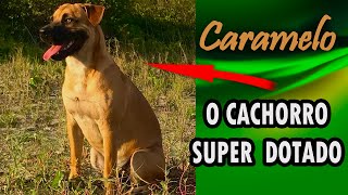 Caramelo, o cachorro super dotado! 