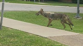 Coyote attacks Texas toddler