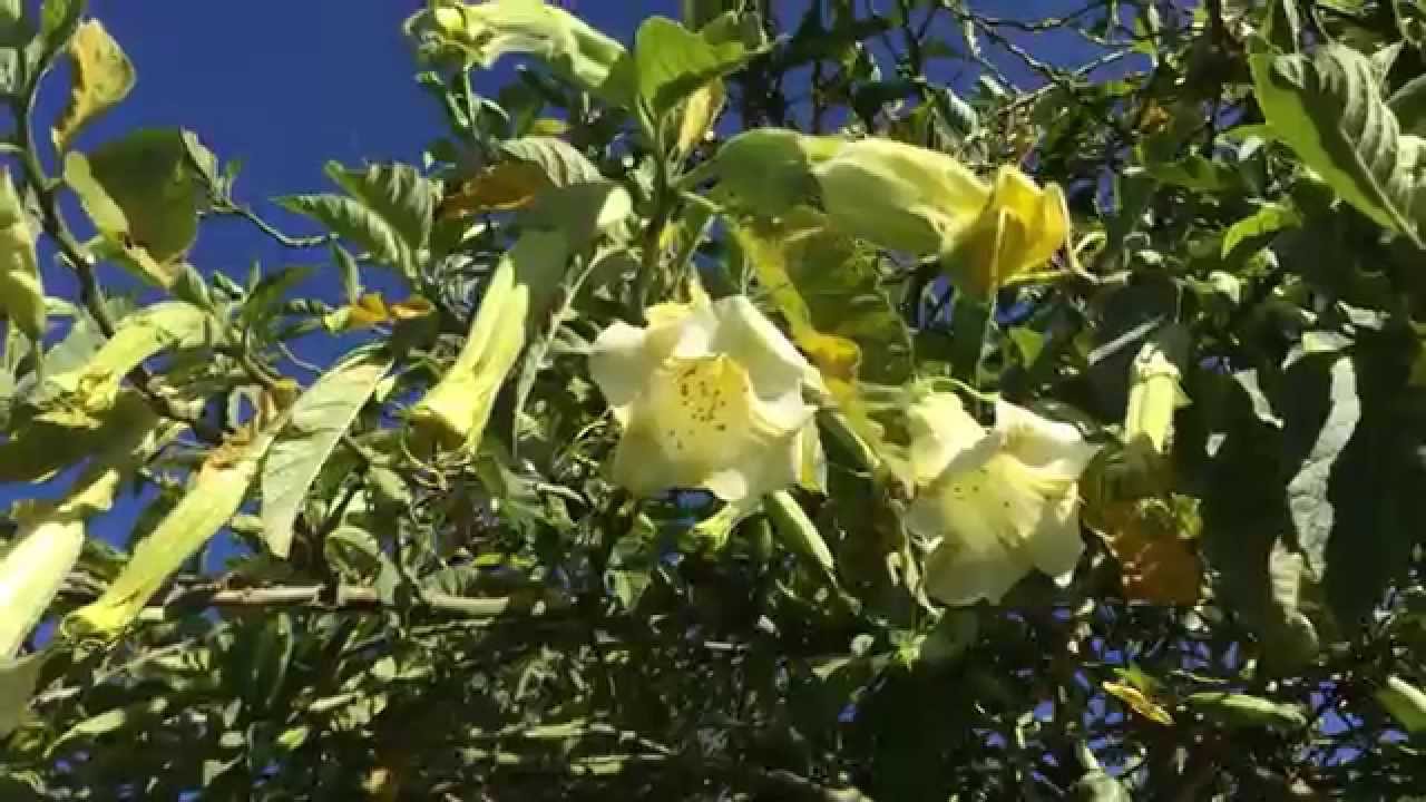 ☠ "Burundanga" Flowers Borrachero Tree Outside Bogota Colombia ☠ YouTube