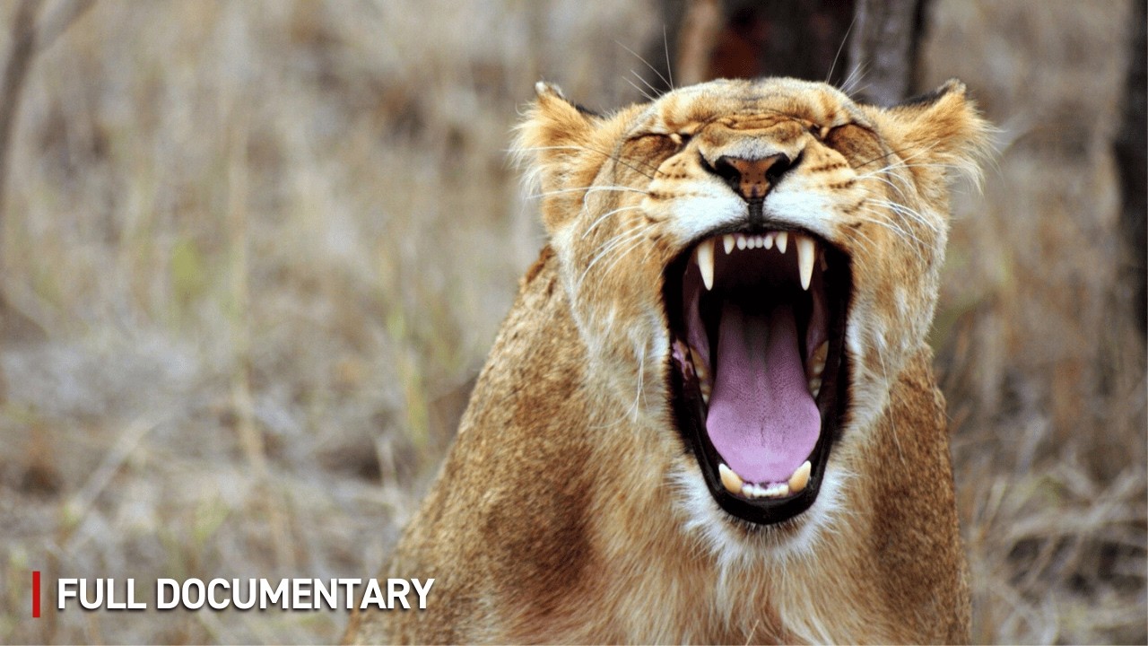 LION EXILE: Who Will Claim Tanzania's Throne? | Full Wildlife Documentary