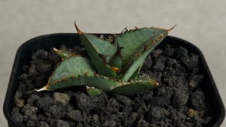 アガベ・チタノタ 毛怪(芽)-001｜Agave titanota monster | Plu