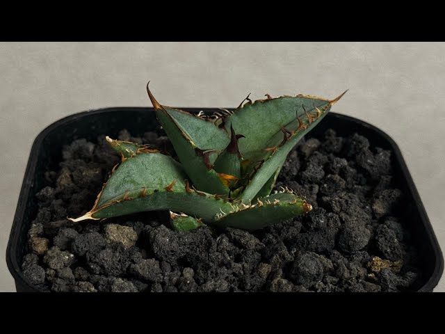 20260427 アガベ・チタノタ 毛怪(芽)-001｜Agave titanota monster