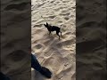Когда нибудь Чейзи найдет клад Dog Pets собака Funny юмор Like Follow Funnydog Top Shorts Blog Когда нибудь Чейзи найдет клад Dog Pets собака Funny юмор Like Follow Funnydog Top Shorts Blog