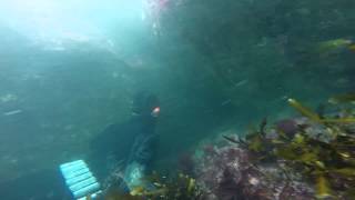 Crayfish and Paua in Kaikoura, New Zealand