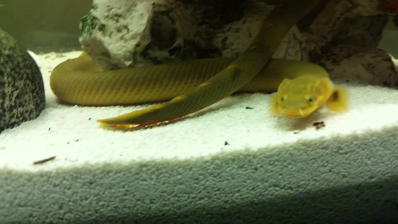 camera iphone 8 plus apk Rope Fish Eating Live Earthworms
