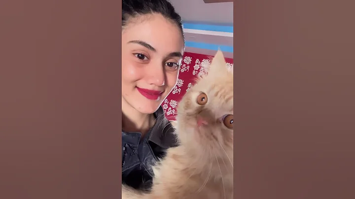 Watch the video about Cats lover#meow cat# cats videos #catsshorts#funny videos #funny cats#persian#kitten#pets#animal