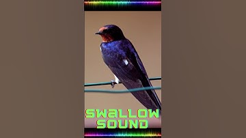 Tree Swallow’s call Song sound #shorts