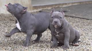 BLUE FEMALES PUPPIES .DAUGHTER MR.CUB & UNIKA .SHOW QUALITY AMERICAN BULLY FEMALES.BIGDOGS R.KENNEL