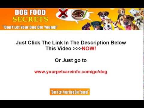 Dog Food Recipes for Dogs with Pancreatitis - YouTube