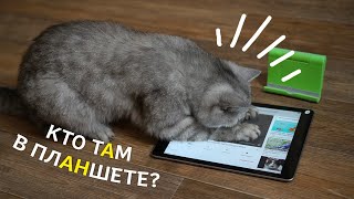 Кошка играет на планшете! Виртуальная охота.