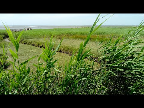 Le Littoral Aquitain et les reconnexions marines