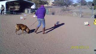AKC Virtual Rally Intermediate Course #3- Boxer Sheridan