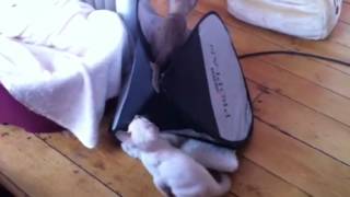 Noodles' Tonkinese kittens by zephanco 121 views 12 years ago 1 minute, 53 seconds