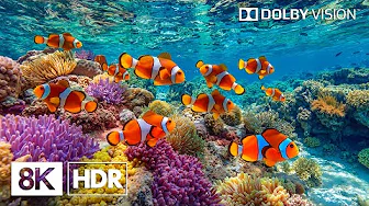 Rare Deep Ocean Life in 8K HDR | Dolby Vision™