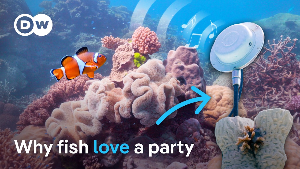 Can sound help coral reefs recover? | DW News