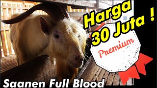 Telaga Rizqy 21 Farm,mengembangkan bibit kambing perah, review harga & cara budidaya kambing perah