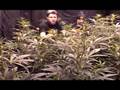 Arjans ultra haze 1 cannabis cup crop