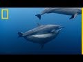 ¡DELFINES acróbatas! ¿Como se APAREAN los DELFINES? ¡Sorprendente! | National Geographic en Español