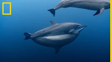 ¿Se aparean los delfines vientre con vientre?