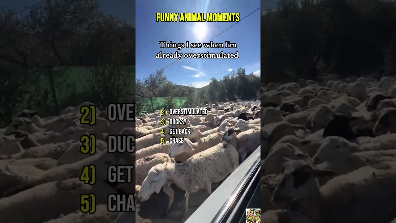 😂 Ranking 5 Funny Animal Moments #4😂