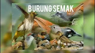 SUARA PIKAT BURUNG pelamboyan ribut 💯‼️gk pake lama langsung kluar dari semak belukar