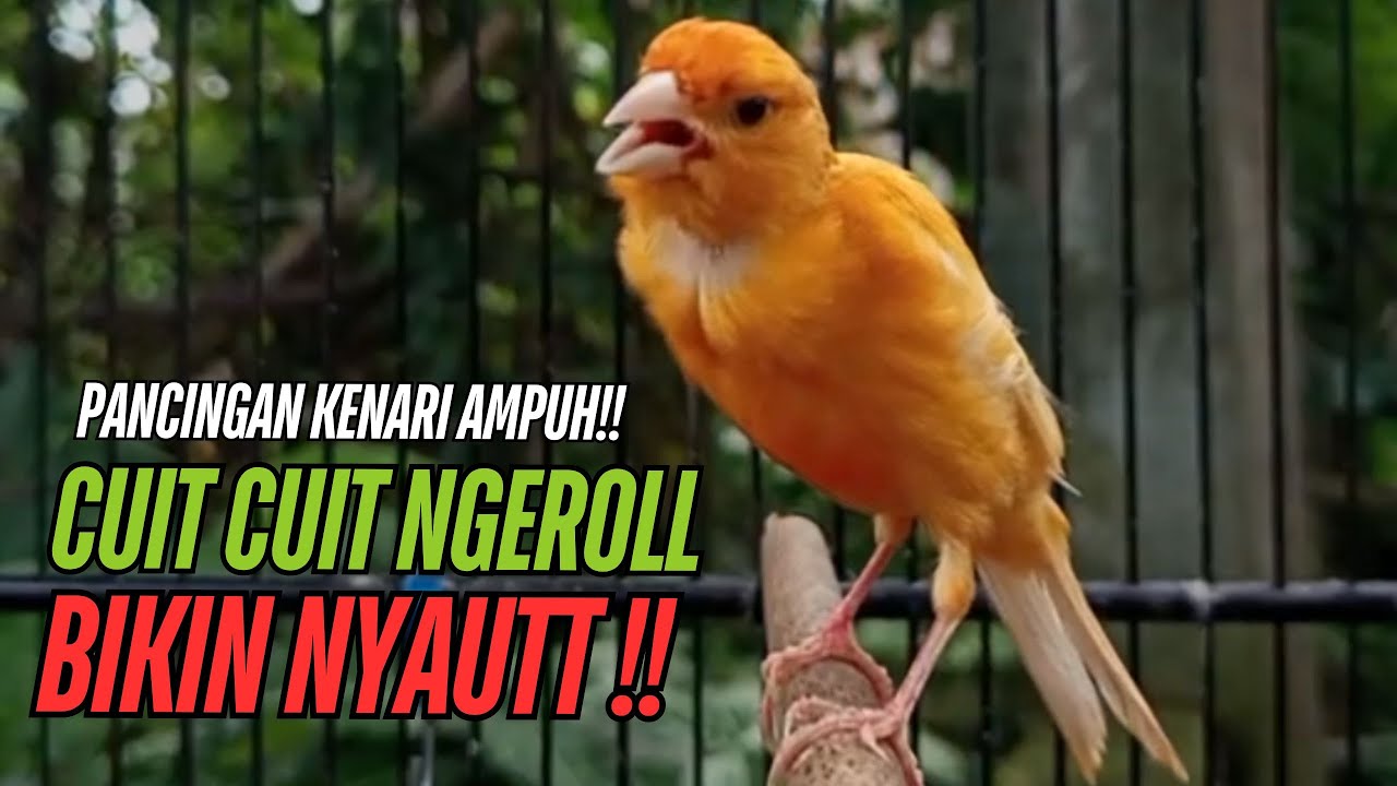 SUARA Kenari GACOR PANJANG Pancingan & masteran Kenari Paud AGAR gacor AMPUH Kenari MACET bunyii