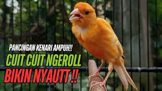 Download Lagu SUARA Kenari GACOR PANJANG Pancingan \u0026 masteran Kenari Paud AGAR gacor AMPUH Kenari MACET bunyii MP3