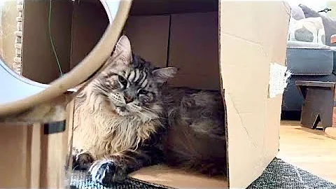 Watch the video about Big cute fluffy n curious Polydactyl MaineCoon kitty | funny cats pets animals family vlog