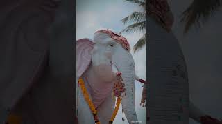 #dasaracelebration #undrajavaram #alphavlogs
