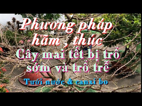 Phương pháp hãm , thúc cây mai tết bị trổ bông sớm , trổ bông trễ , tưới nước , bón canxi bo