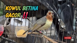 KOWUL BETINA GACOR RIBUT ‼️