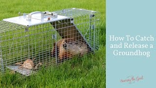 How To Catch A Groundhog | Live Trap | Catch and Release