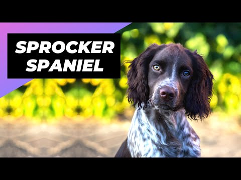 Video: Cocker spaniel çox tökür?