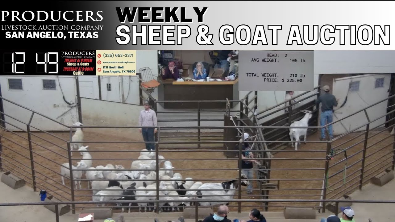 5/13/2025 - Sheep & Goat Auction - Producers Livestock Auction Company