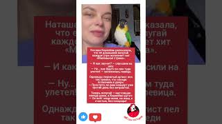 Попугай Королёвой стал звездой двора — поёт «Маленькую страну» без перерыва #музыка #разбор #меладзе