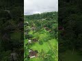 live life love at Tabanan #bali #drone #villagelife