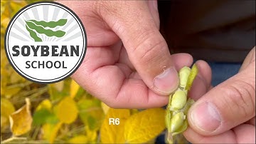 Soybean School: How weather impacts maturity