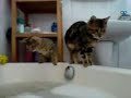Bengal kittens bath