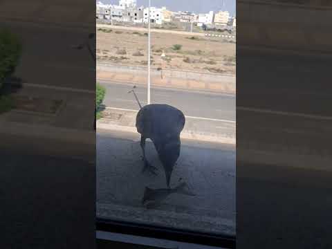 ماذا يجلب الغراب إلى شباك بيتك اكسبلور 1 ترند طبيعة غراب