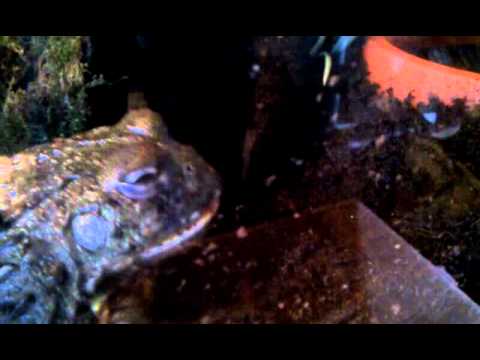 uava African Pixie Bullfrog eating pinkie