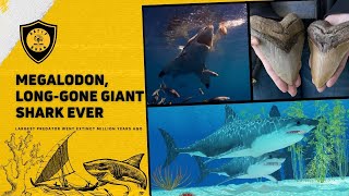 Megalodon | Extinct | The Meg | Shark | Sea Monster | World's Biggest And Fastest Sharks