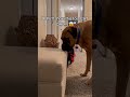 Do NOT SEND this to a cat owner...のサムネイル